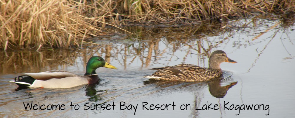 mallards