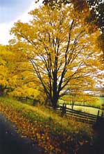 Lake Kagawong Family Cabins - Manitoulin Island